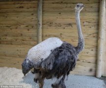 英国动物园给脱毛鸵鸟征集毛衣助其过冬(图)
