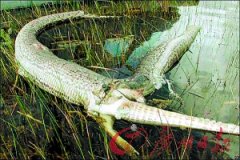 3.9米长巨蟒吞1.8米长鳄鱼后肚子被撑裂死亡
